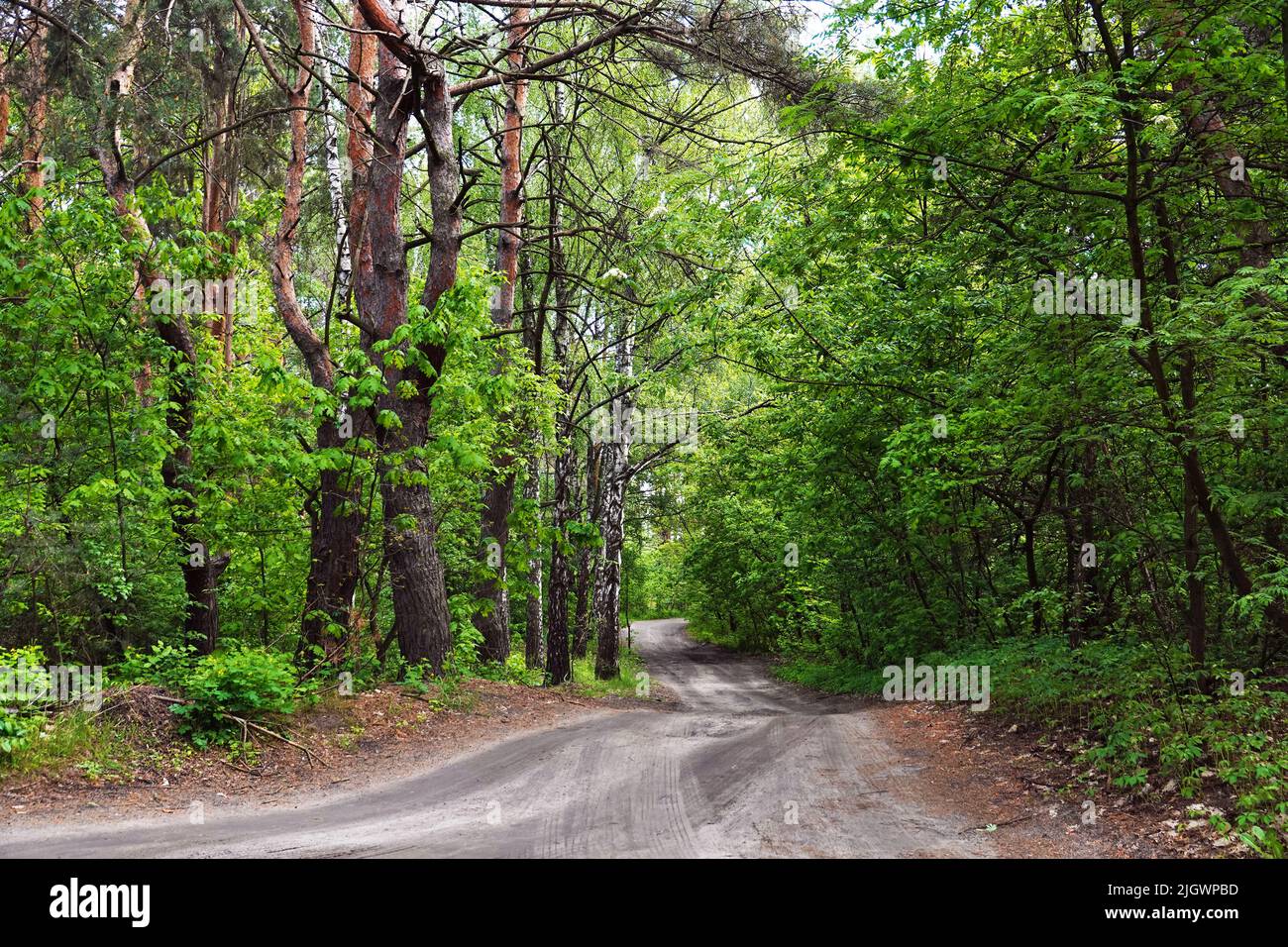 Dirt road among trees in a thicket of forest Stock Photo - Alamy