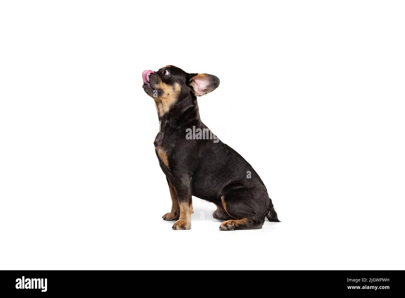 Studio shot of nice dog, puppy isolated over white studio background. Concept of motion, action, pets love, animal life, vet. Stock Photo