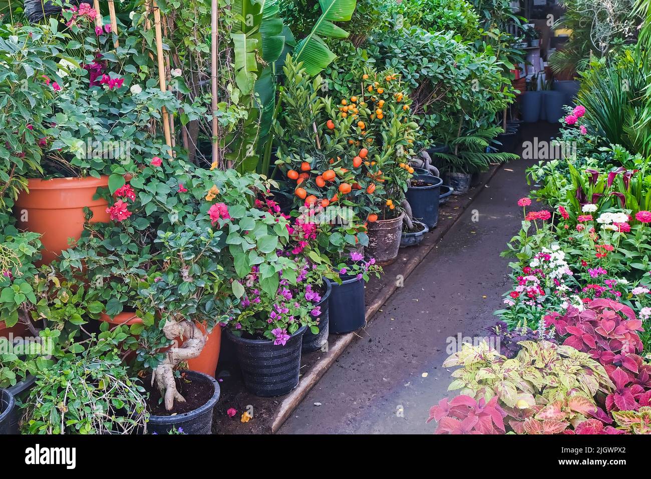 Abundance of different potted house plants and mini citrus trees with fruits in outdoor garden center store for retail and wholesale. Stock Photo