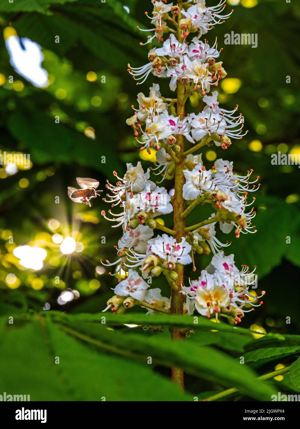 Blütenstand Kastanie Kerze Stock Photo
