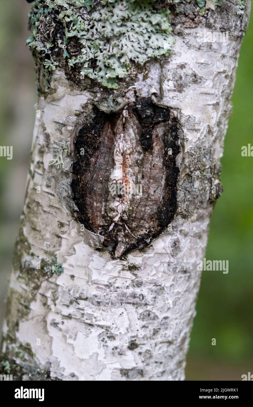 Birch trunk. Closeup of birch bark. Birch bark. Damaged old tree bark