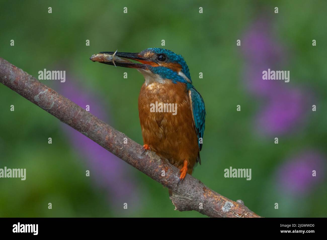 Kingfisher with catch of fish Stock Photo Alamy