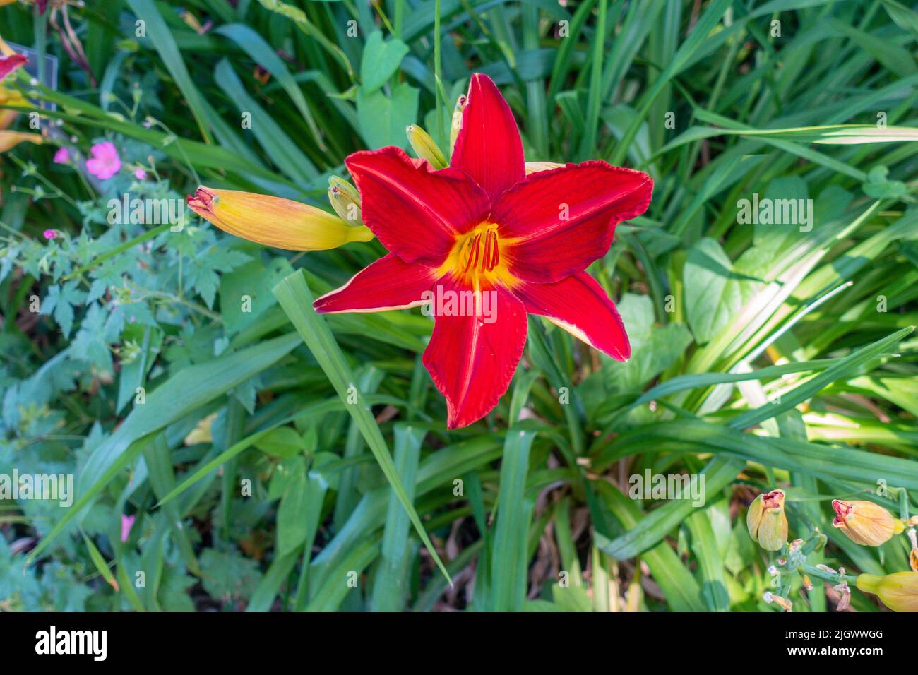 Red,Day Lily,Hemerocallis, Stock Photo