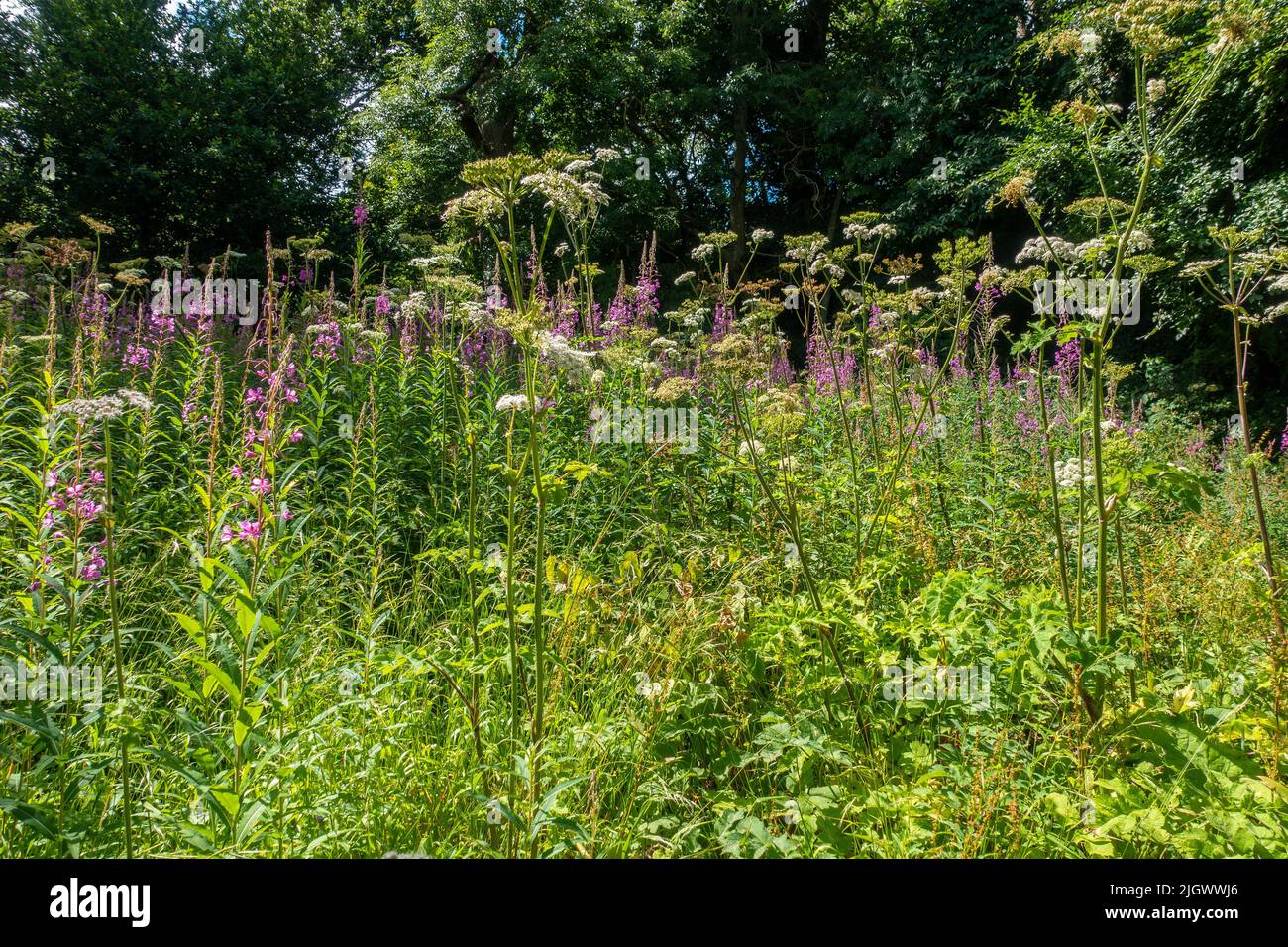 Wild Flowers,Growing on a bank,Brockhill Country Park,Saltwood,Hythe,Kent,England,UK Stock Photo