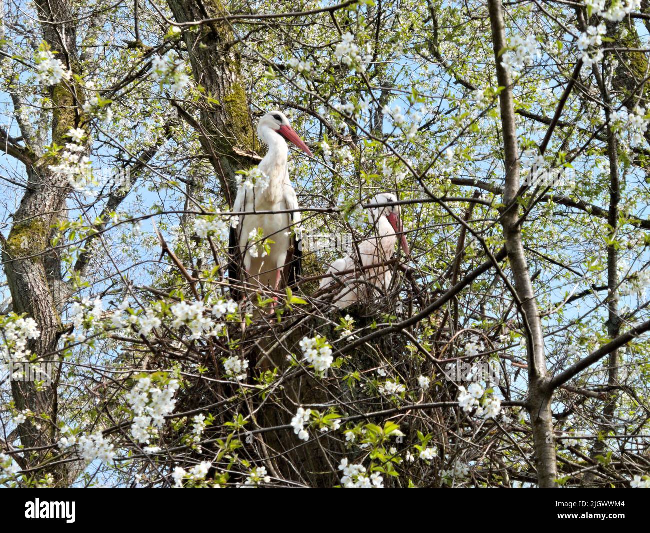 Two storks sitting in their nest in springtime Stock Photo