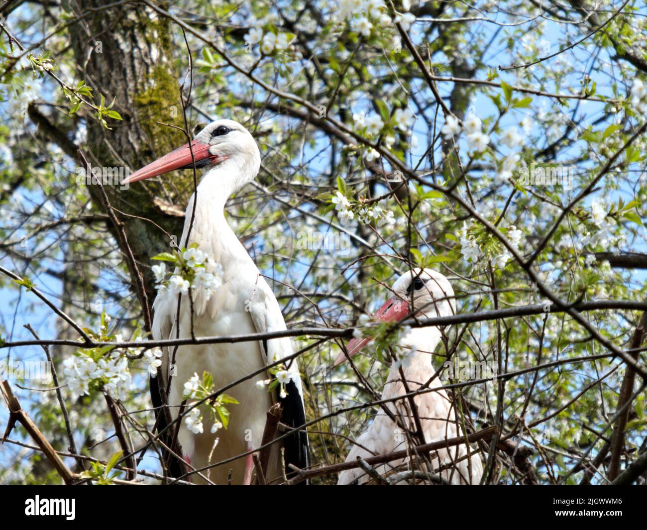 Storchennest hi-res stock photography and images - Alamy