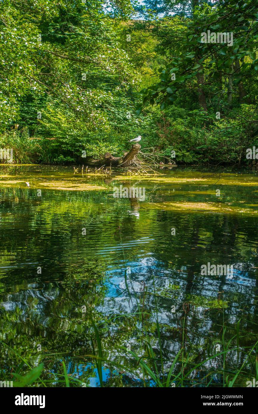 The Pond,Brockhill Country Park,Saltwood,Hythe,Kent Stock Photo