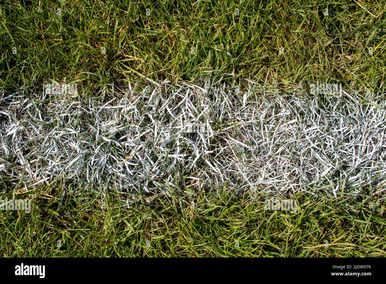 grass sports field close up with chalked white line Stock Photo