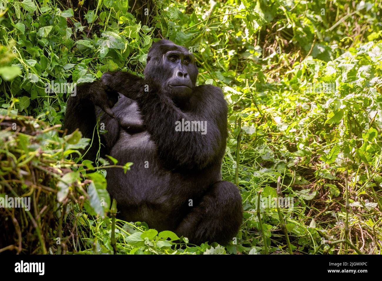 Maraya, an adult male blackback gorilla, gorilla beringei beringei, from the Habinyanja family, Bwindi Inpenetrable Forest, Uganda, a World Heritage s Stock Photo