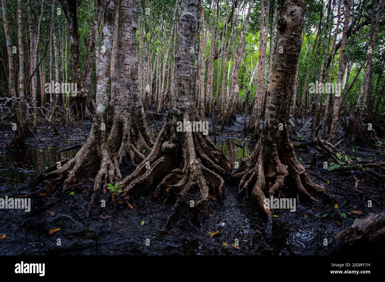 Mangroves suck up carbon dioxide and other greenhouse gases and trap them in their flooded anoxic soils for millennia. Stock Photo