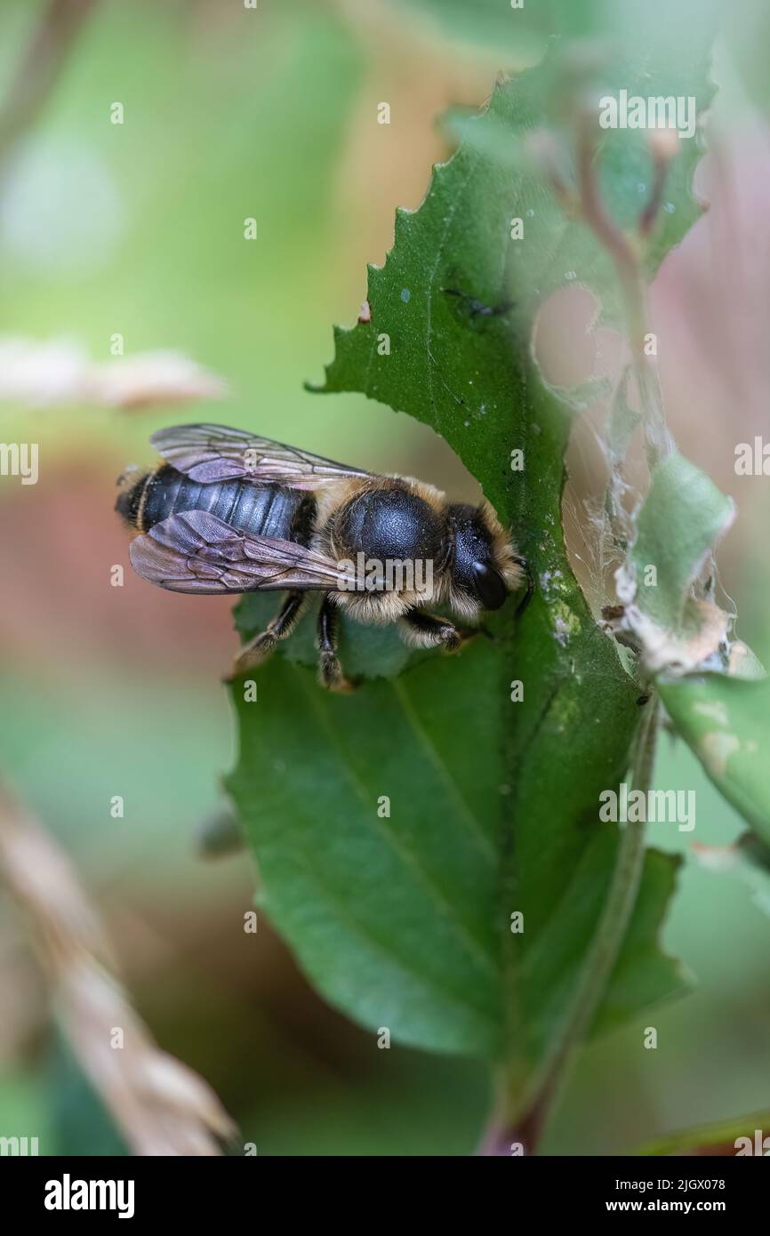 Patchwork leafcutter bee (leaf-cutter bee, Megachile centuncularis), female cutting sections of willowherb leaf to create walls of a nest cell, UK Stock Photo