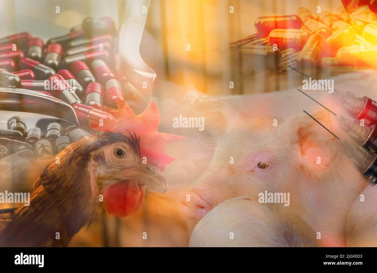 Chickens and pigs in livestock farms use antibiotics. Antibiotic drug resistance problem. Commercial poultry farming. Poultry and pork industry. Stock Photo