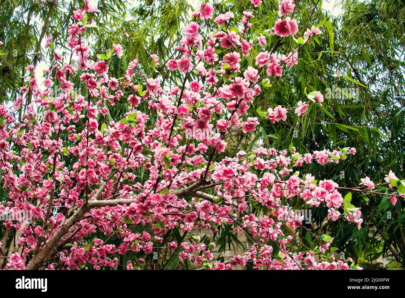 Artificial cherry blossoms made of silk look deceptively real Stock