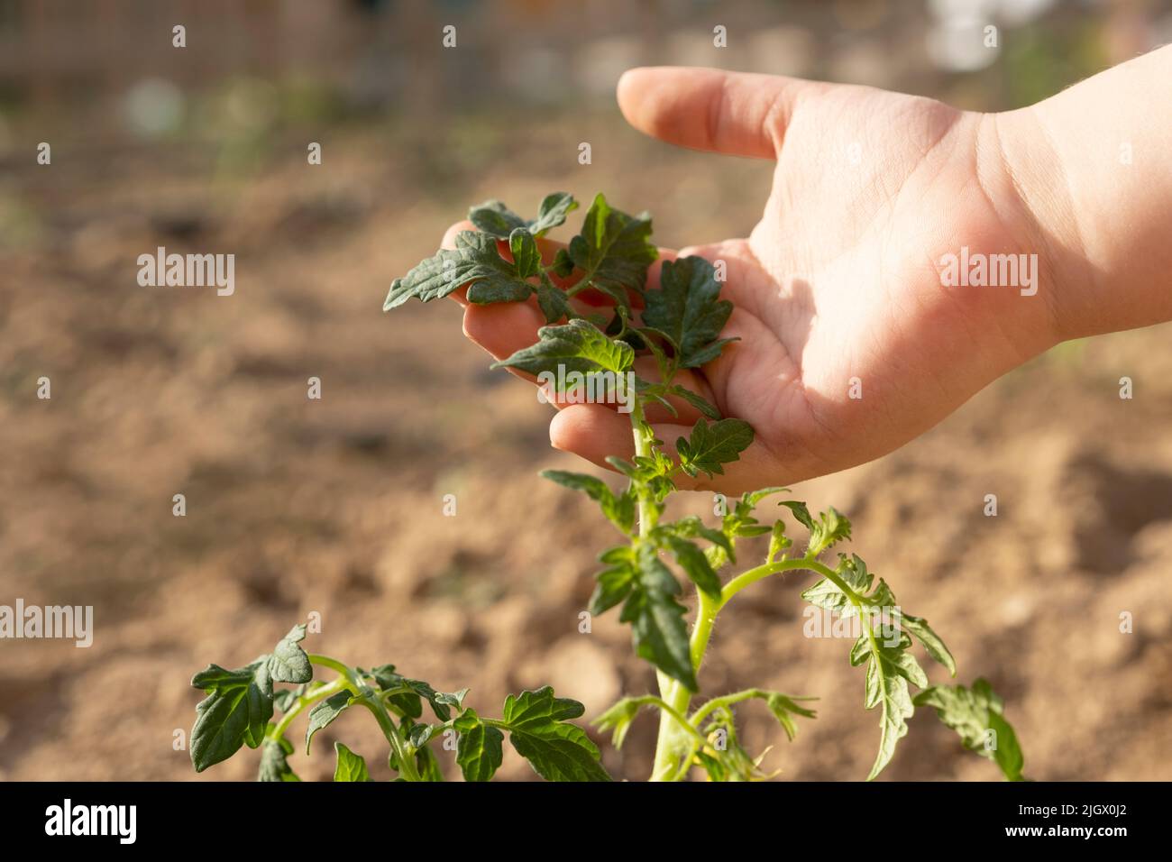 Tomato plant, child hand holding, touching young leaf of tomato plant