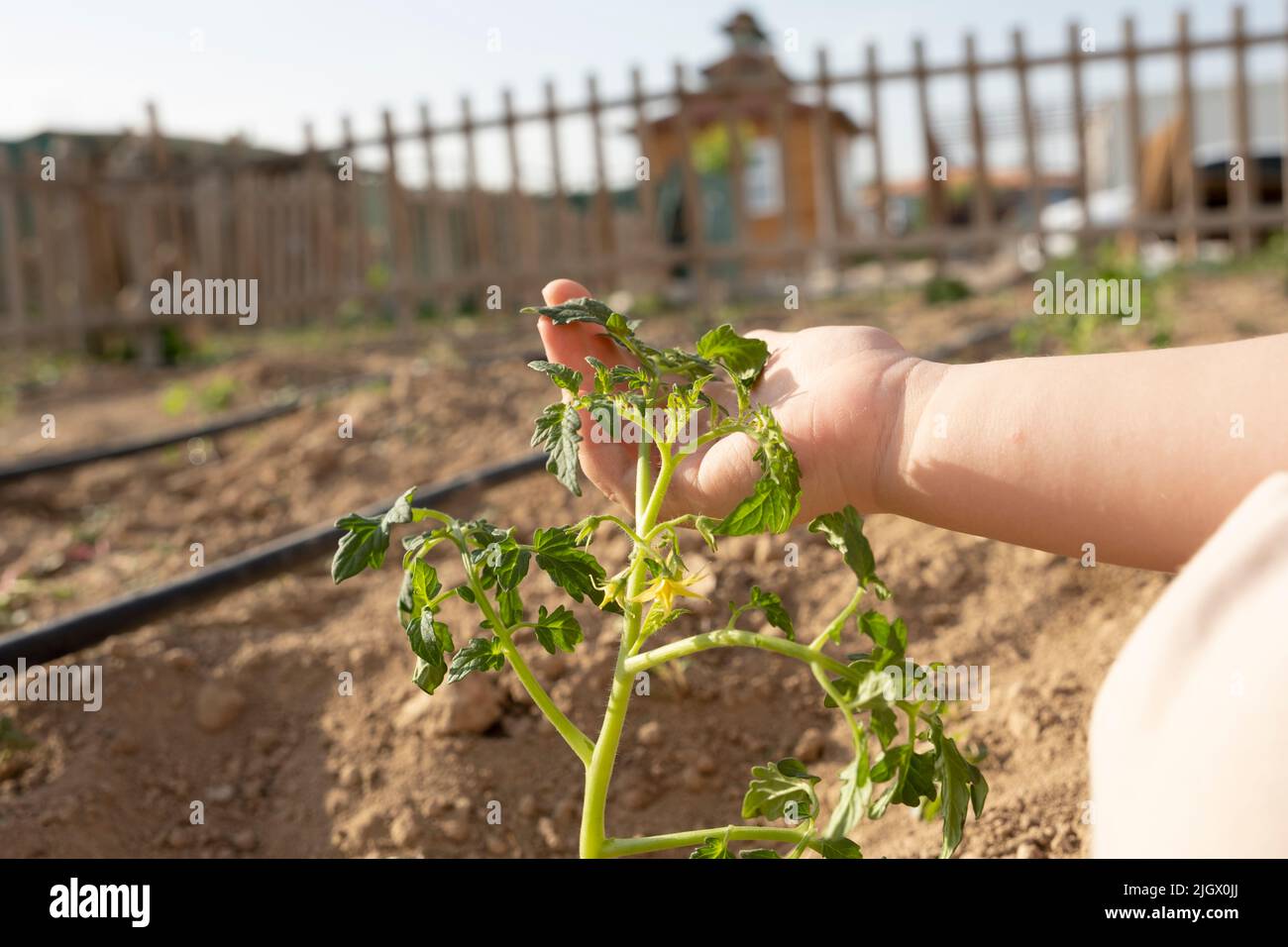 Holding tomato seedling, preschool child holding tomato seedling. Gardening activity concept idea photo. Selective focus on hand and plant. Stock Photo