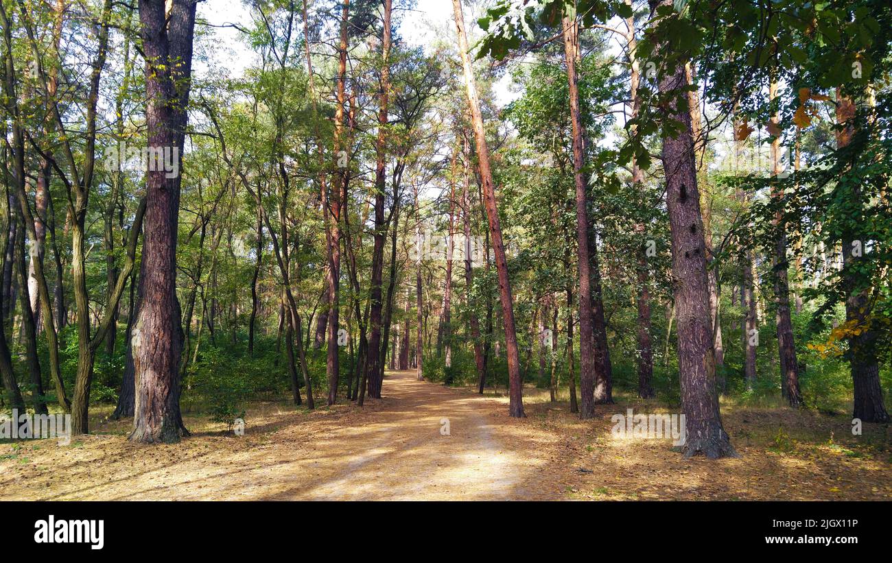 Forest Without Path Forest without leaves hi-res stock photography and images - Alamy
