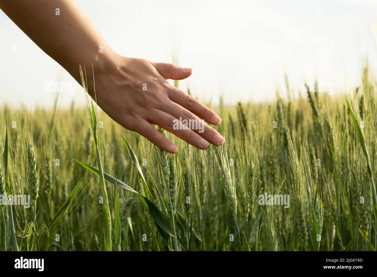 Touching wheats,  caucasian woman hand touching wheats. Standing in the green agricultural wheat farm. Freedom concept idea photo, closeup, copy space Stock Photo