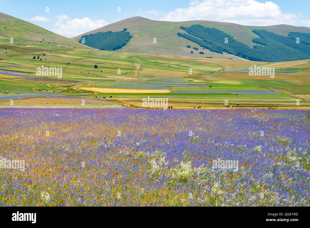 landscape in bloom, flowering in Castelluccio - Umbria, Italy. Stock Photo