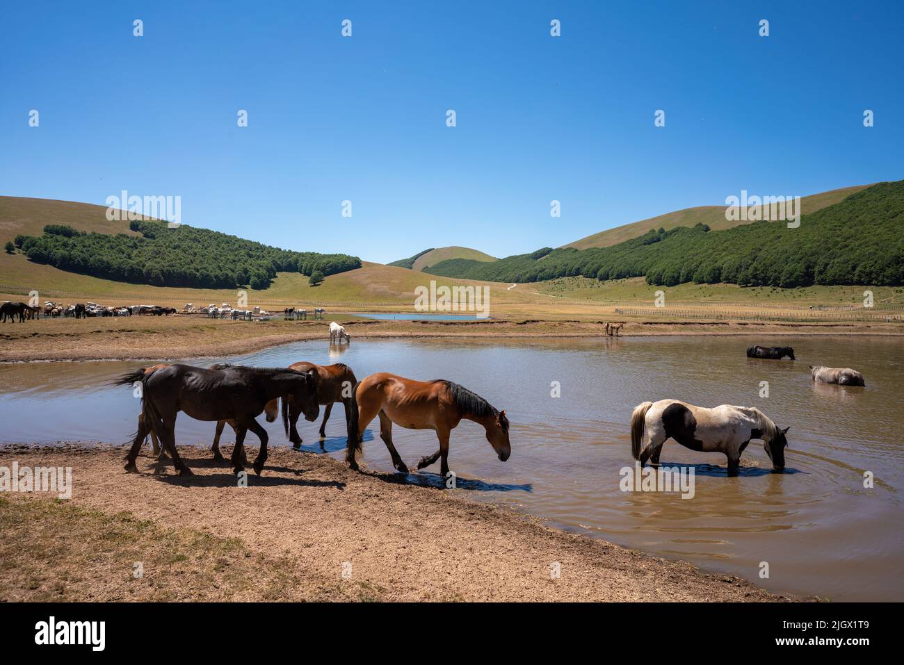 Accumoli, wild horses bathing in lake, Umbria Stock Photo
