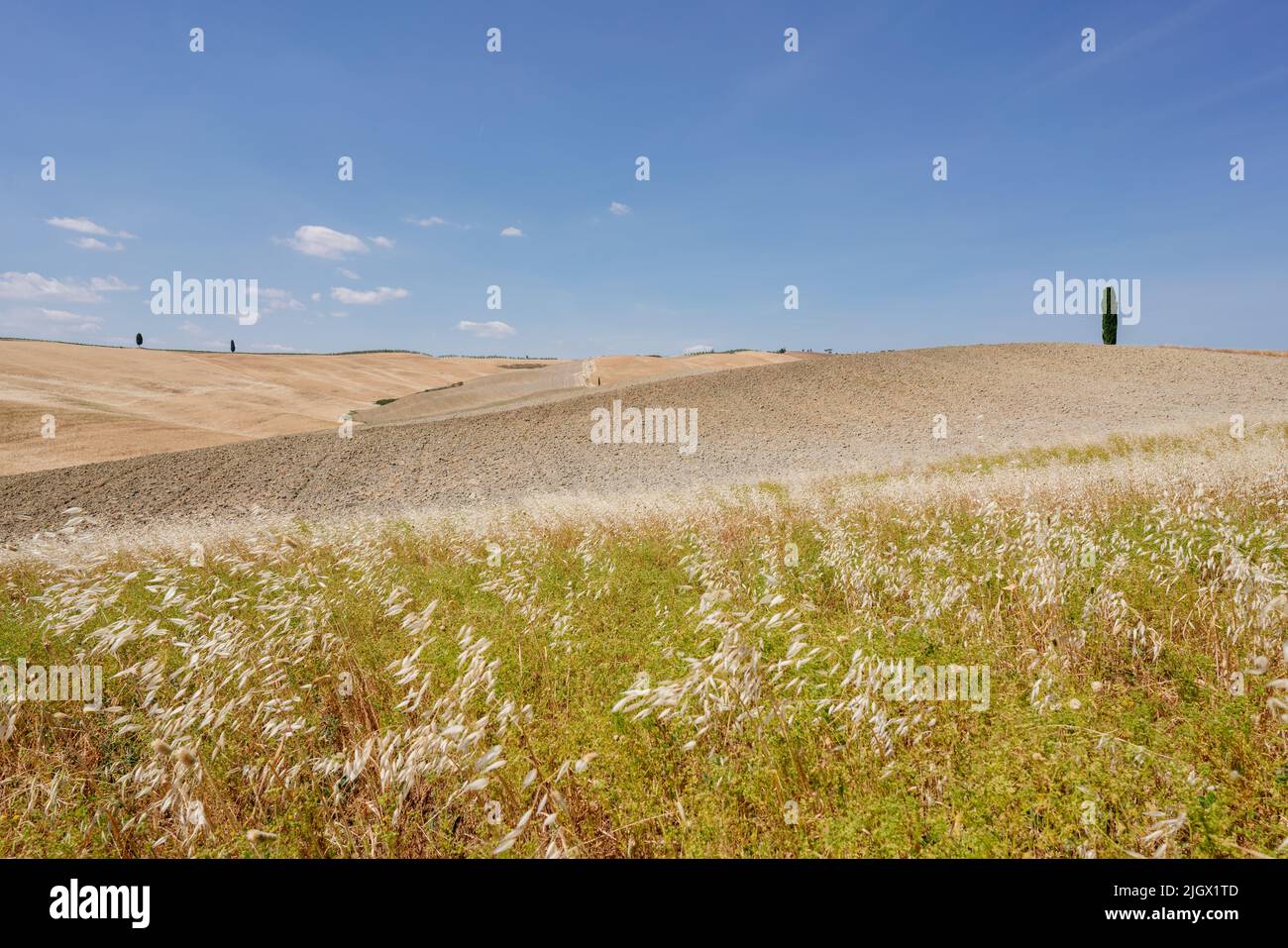 Tuscany, summer landscape, golden fields. Italy Stock Photo