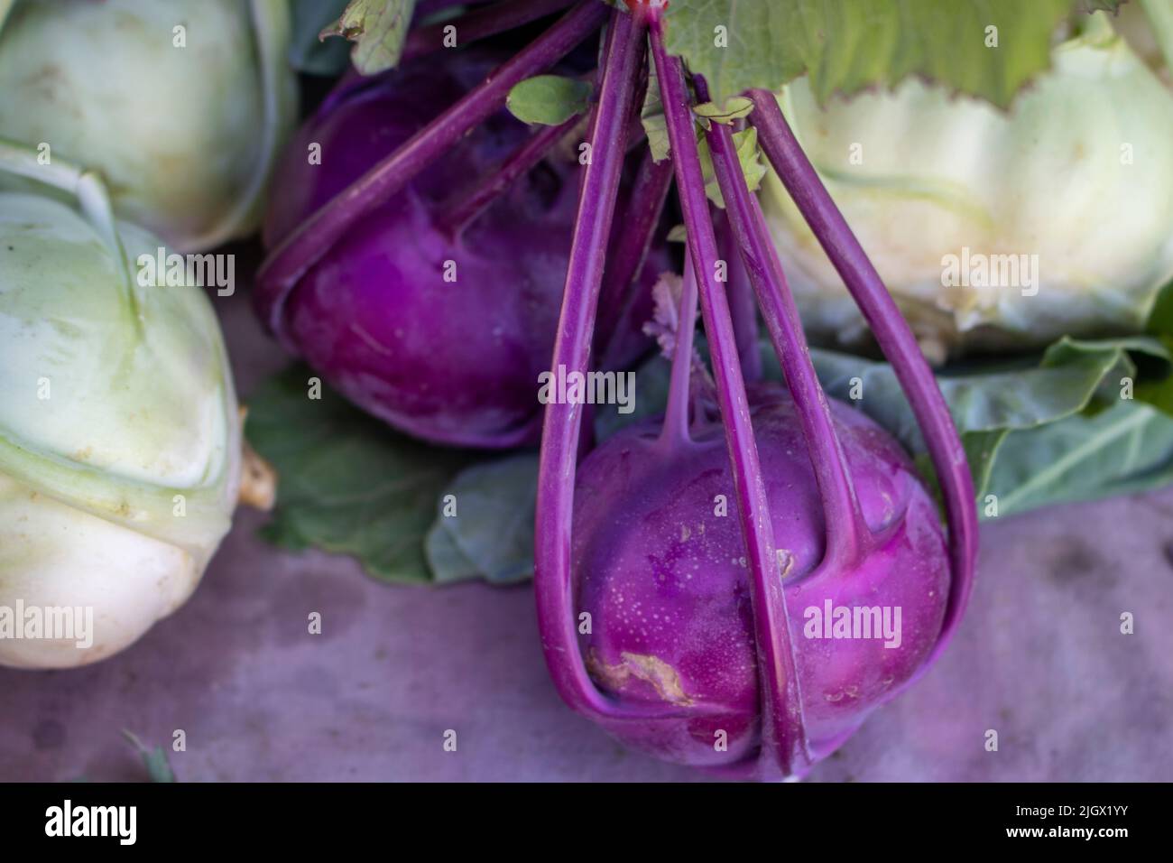 bright purple Kolibri Kohlrabi at an outdoors vegetable farmers market  ready to be bought and sold Stock Photo