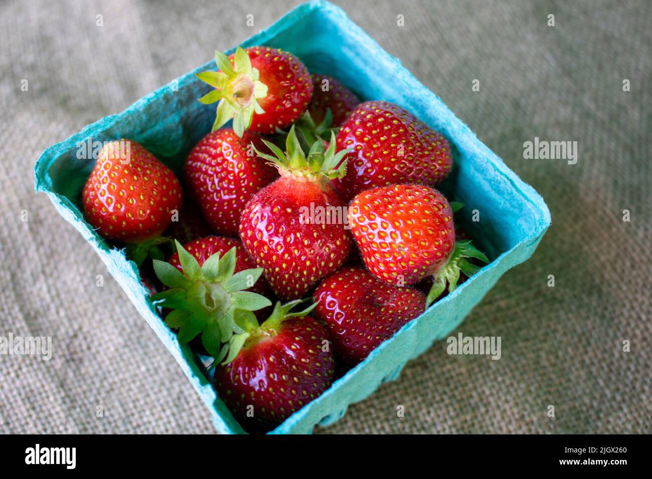 freshly picked strawberries in a teal punnets at a framers market outdoors on a burlap table cloth Stock Photo