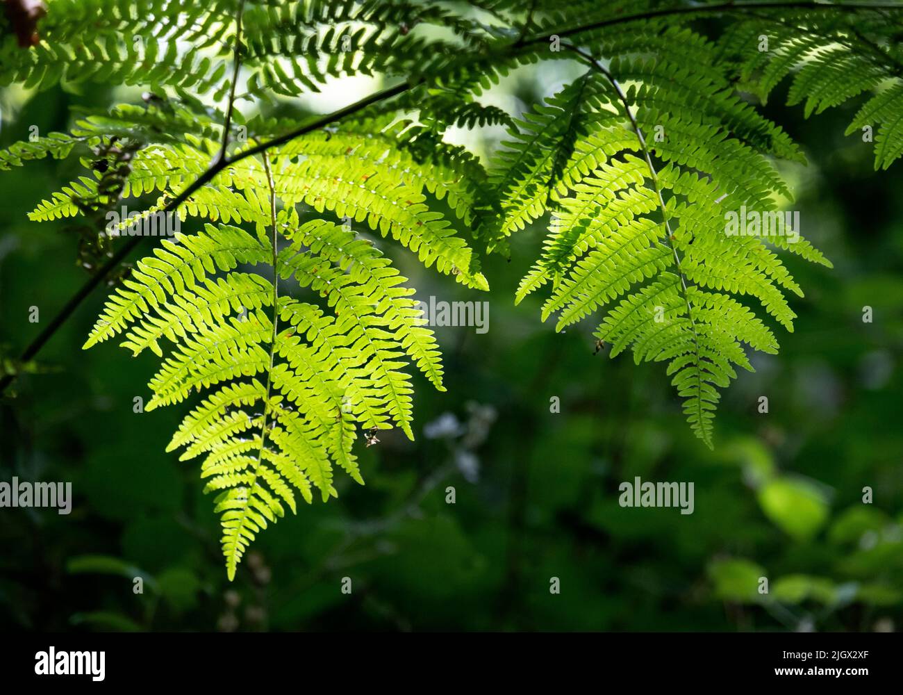 Sunlight on vivid green Common Fern plants in woodland, Warwickshire, England. Stock Photo