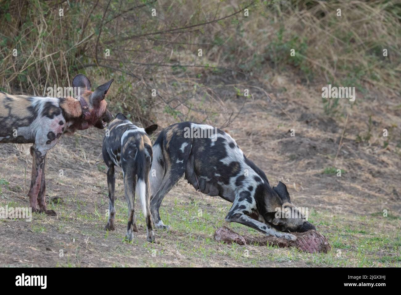 Zambia, South Luangwa National Park. African wild dogs (WILD: Lycaon pictus) Lactating Alpha female feeding on impala kill while others guard her. Stock Photo