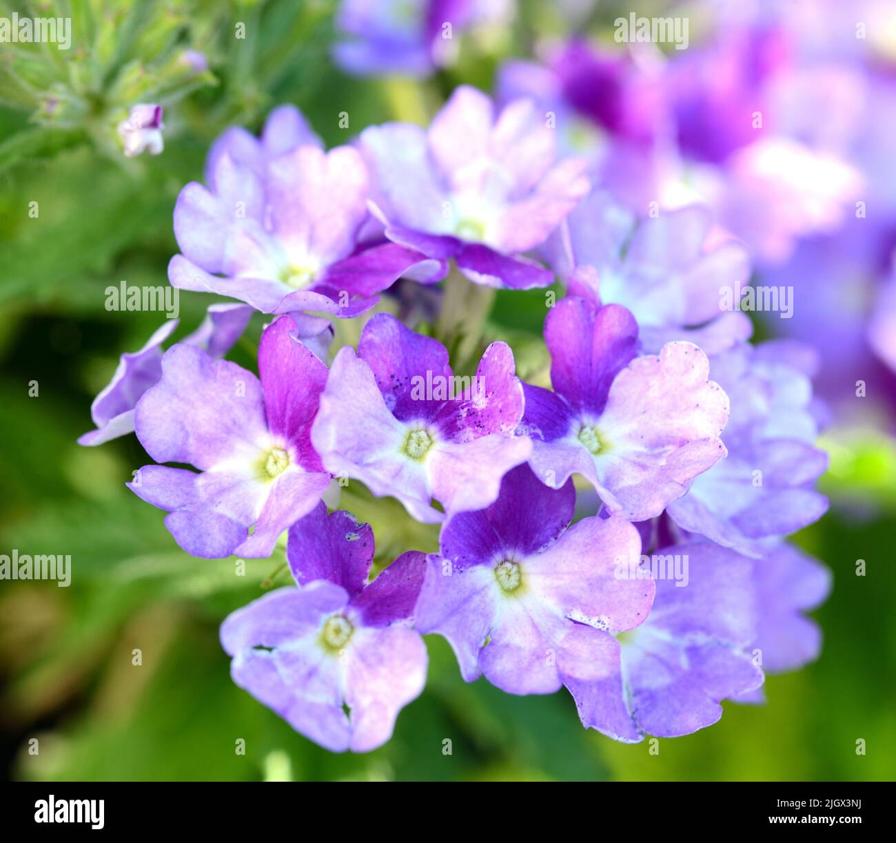 Two-toned purple Verbena flower cluster Stock Photo