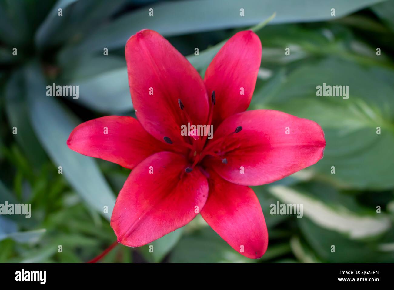 Asiatic Lily Red County, Asiatic Lily Blacklis, blooming flower at an outdoor garden Stock Photo