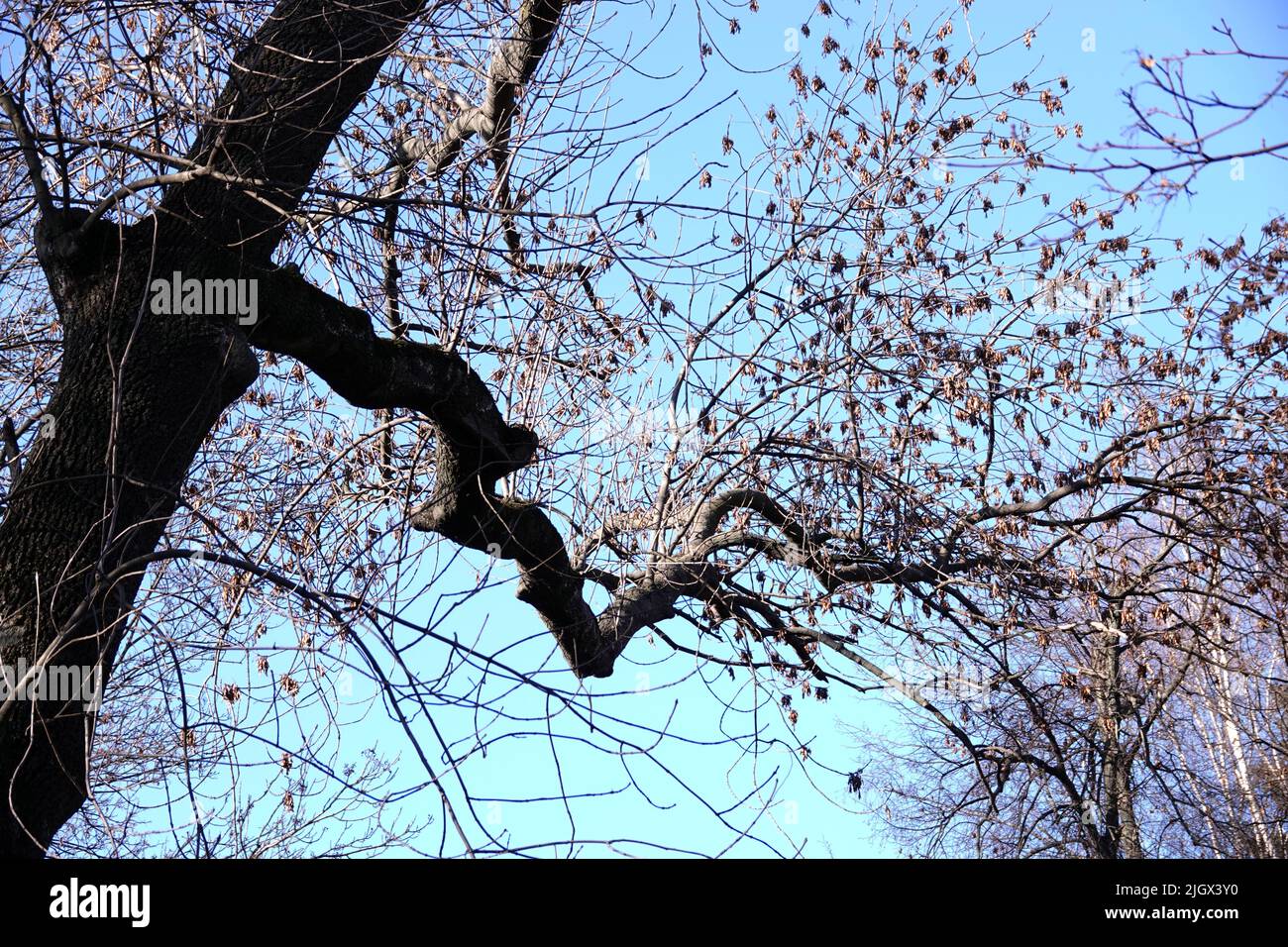 Tree with long branches against the sky Stock Photo Alamy