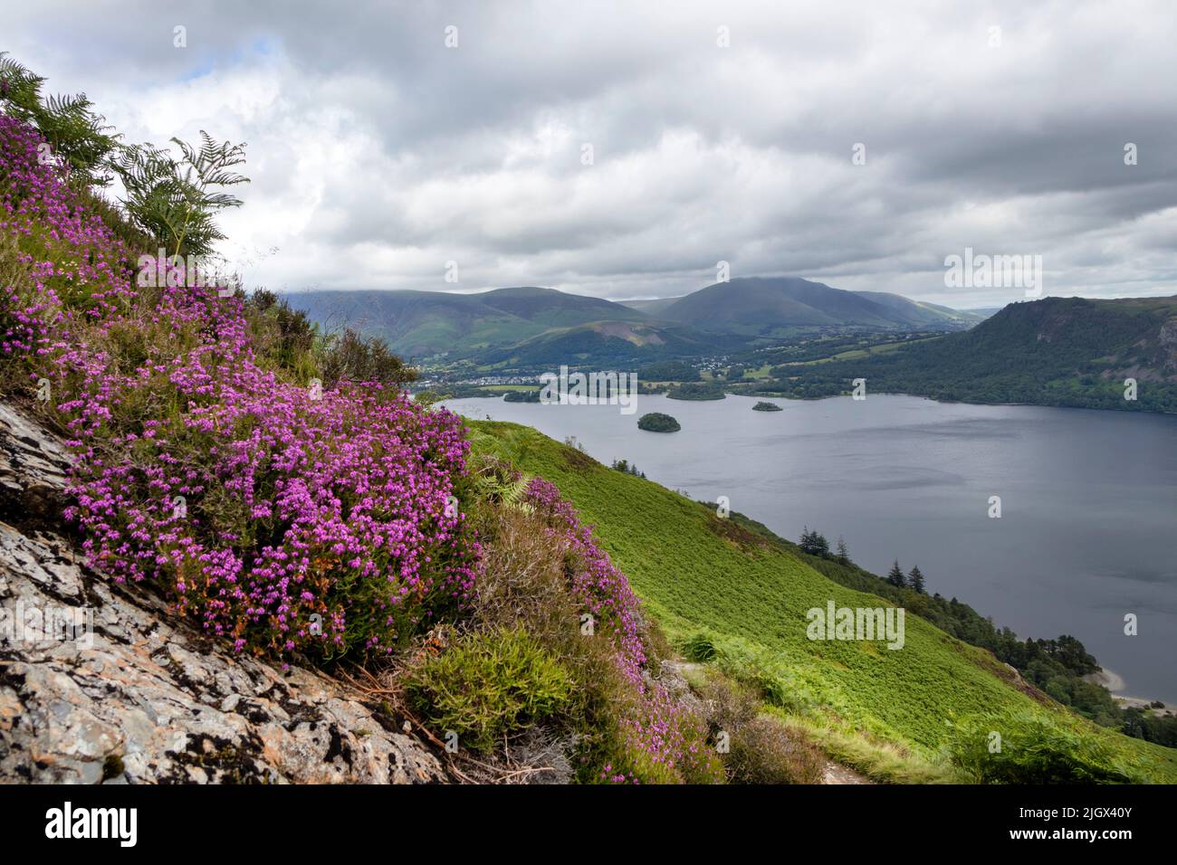 Flowering heather and view across Derwent Water towards Blencathra from the slopes of Cat Bells above Manesty, Lake District, Cumbria, UK Stock Photo