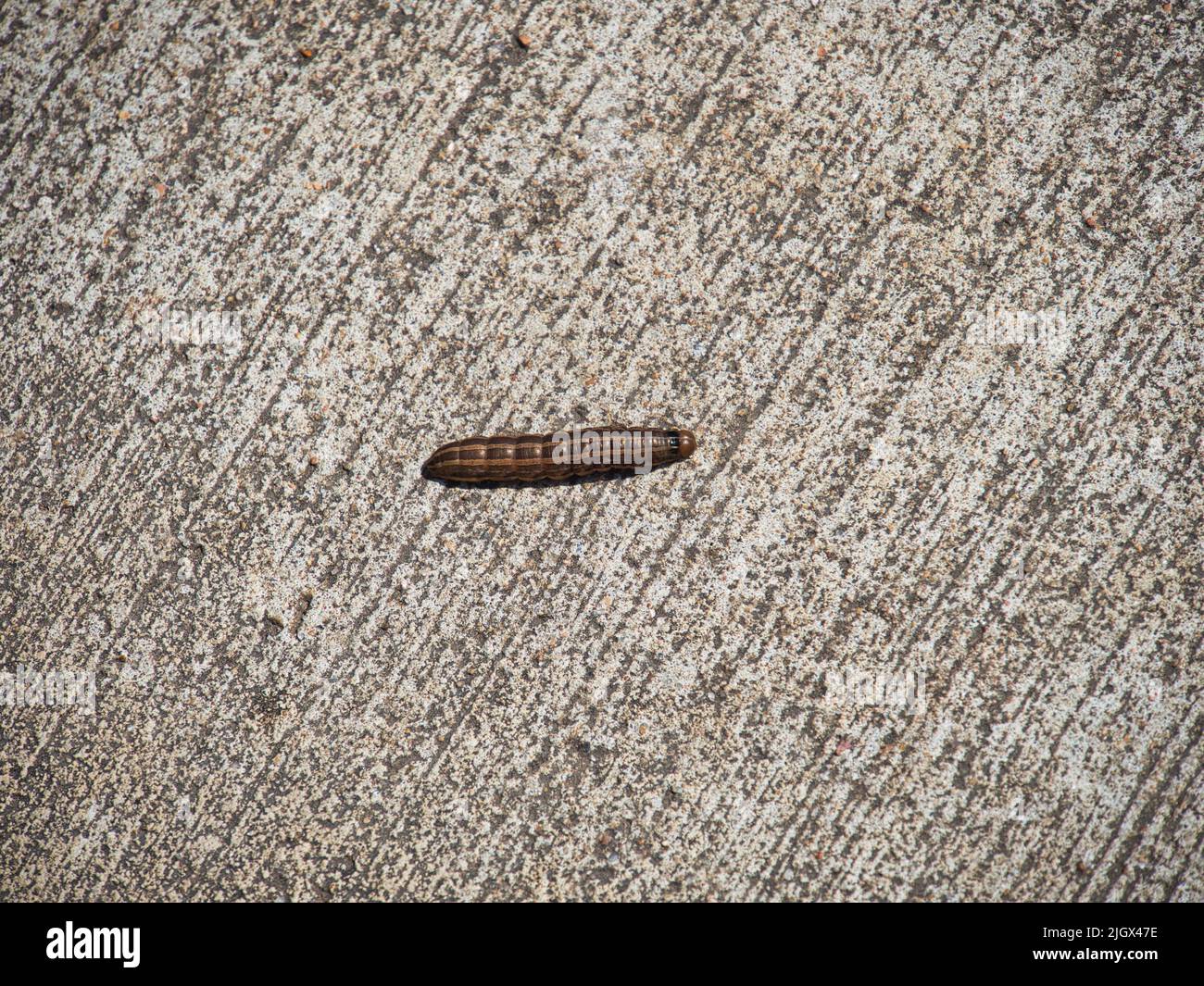 A closeup of an army cutworm on the ground Stock Photo