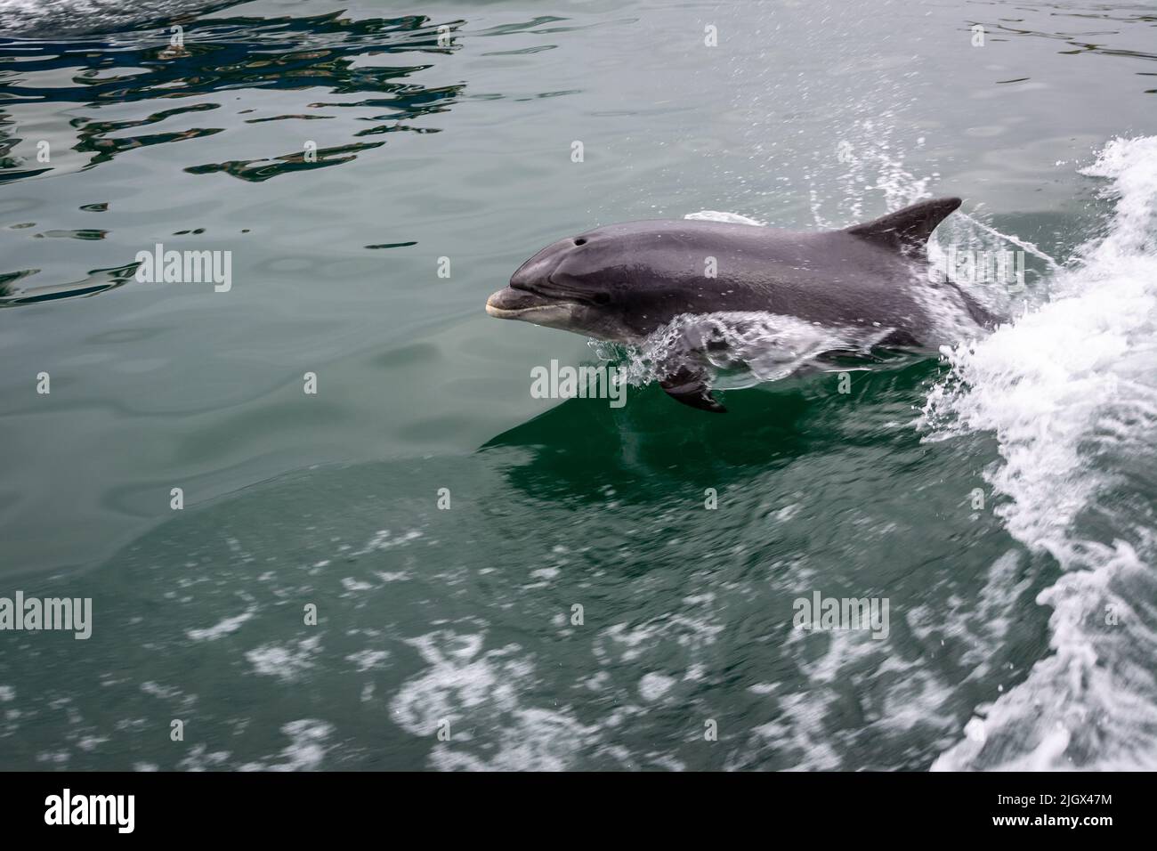 A closeup of a dolphin swimming alongside a boat Stock Photo