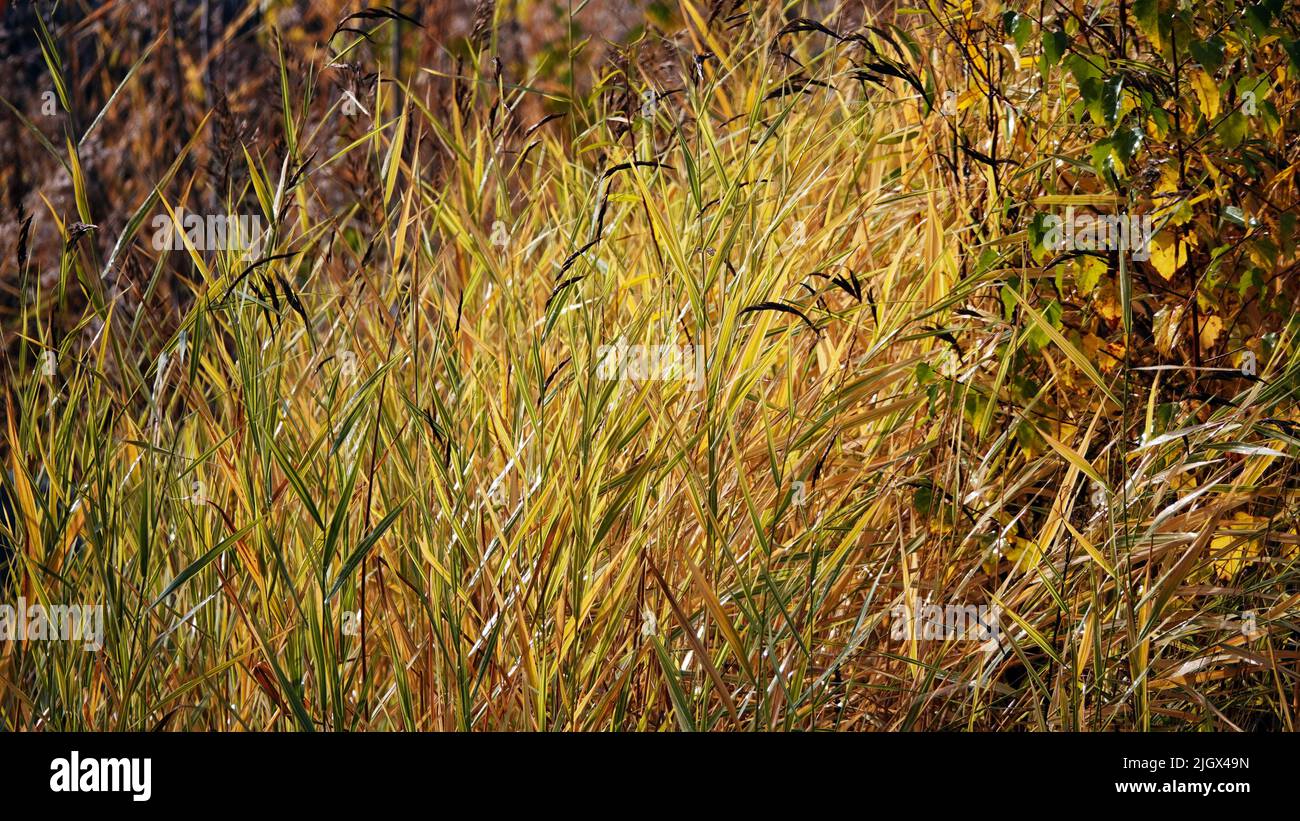 The reeds grow densely near the lake Stock Photo - Alamy
