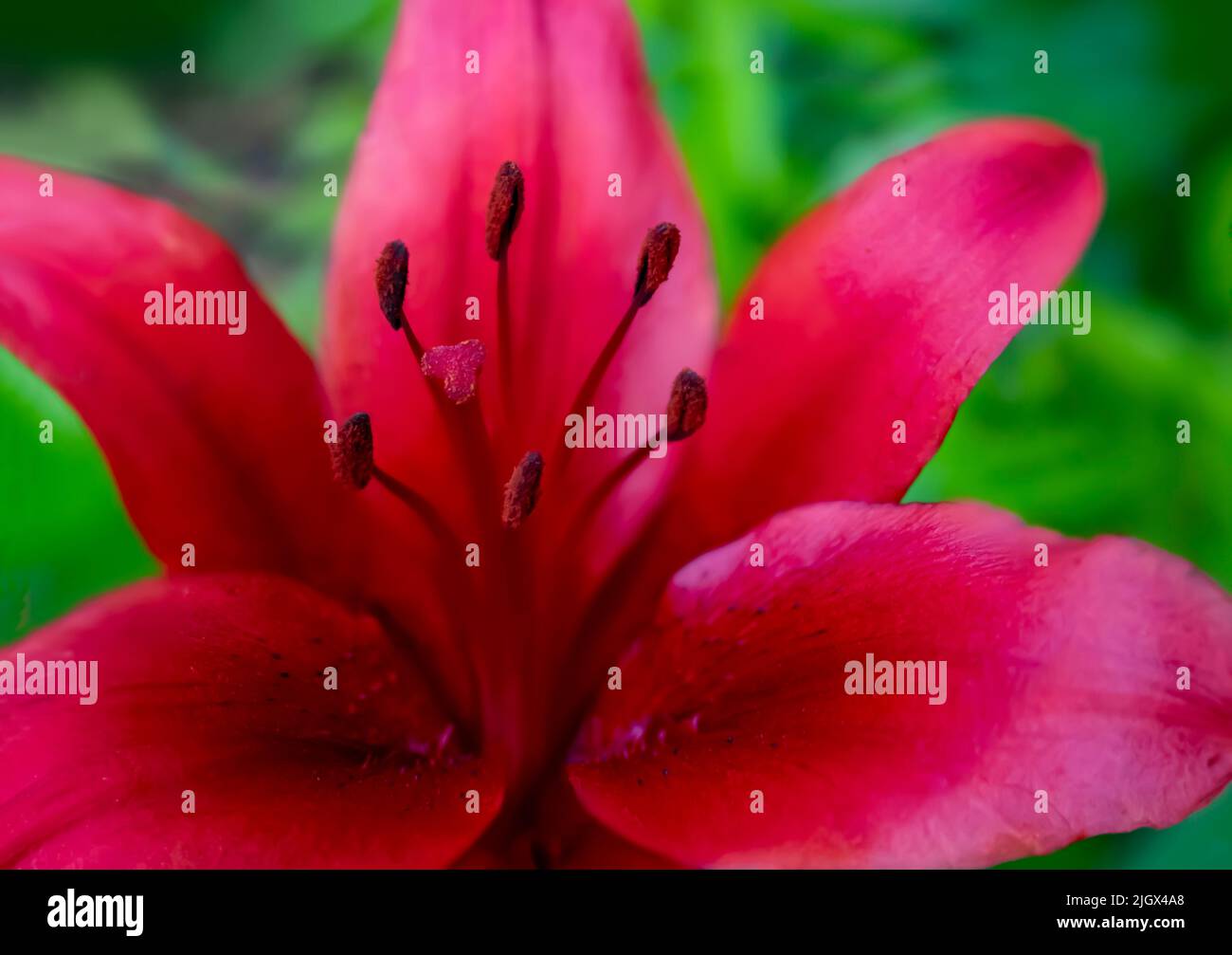 close up of a beautiful blooming Asiatic Lily Red County, Asiatic Lily Blacklis, Stock Photo