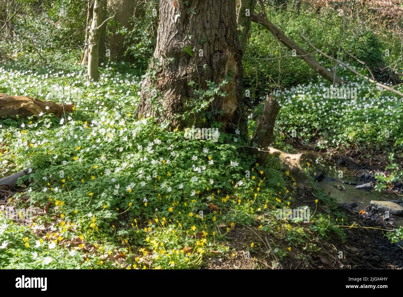 Early spring woodland floor with a carpet of wood anemone (Anemonoides nemorosa). A member of the buttercup family (Ranunculaceae). Stock Photo