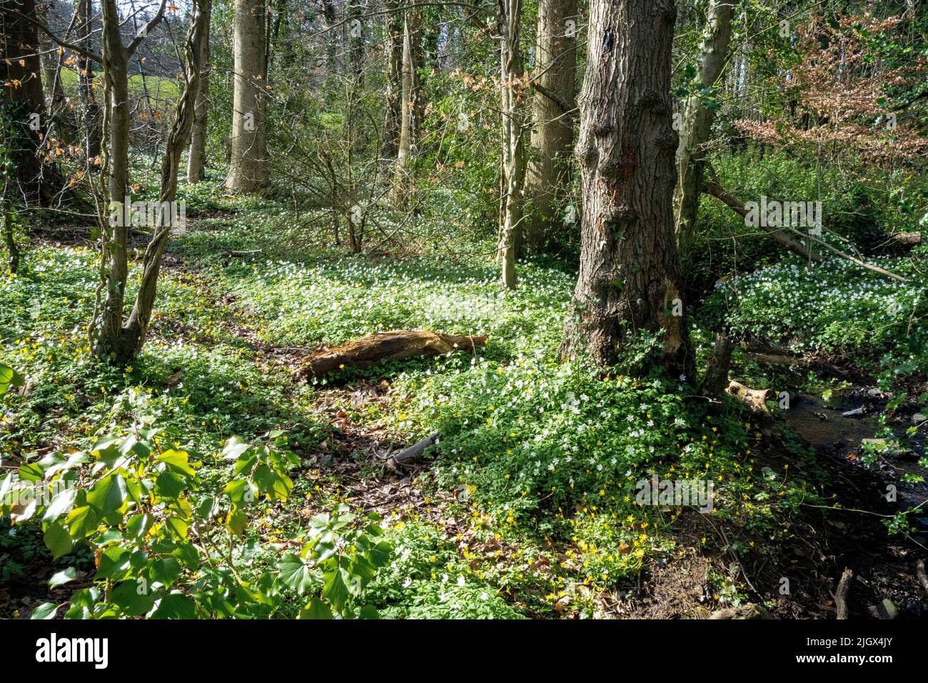 Early spring woodland floor with a carpet of wood anemone (Anemonoides nemorosa). A member of the buttercup family (Ranunculaceae). Stock Photo