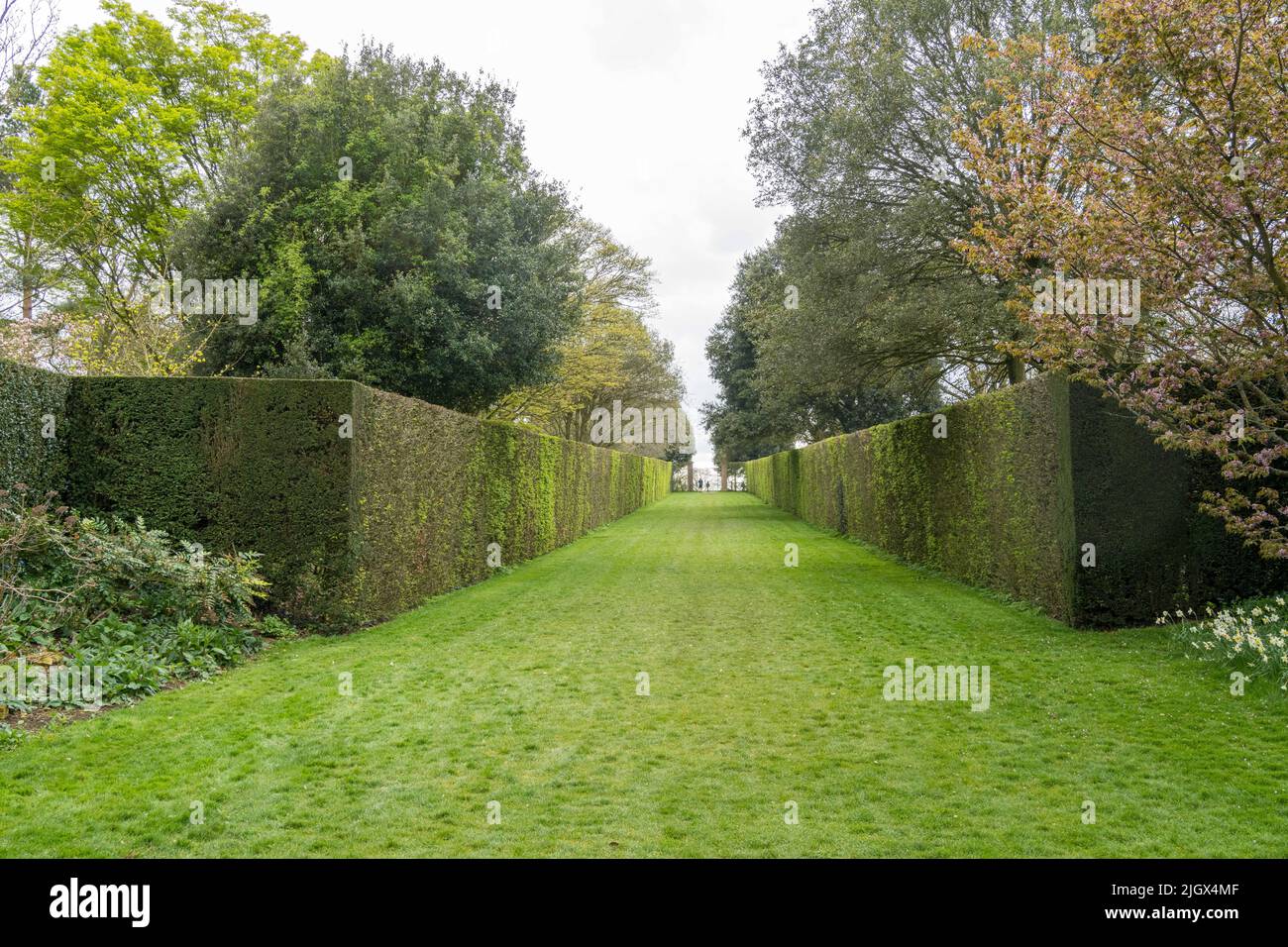 The long walk, early spring, Hidcote Manor Estate Garden, Chipping Campden, Cotwolds, Gloucestershire UK Stock Photo