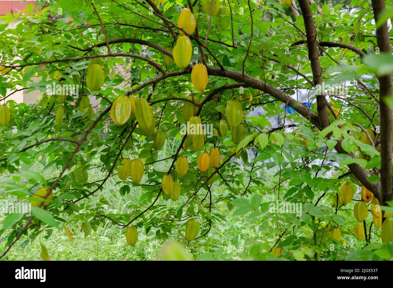 Fresh star fruits on tree ready for harvesting Stock Photo - Alamy