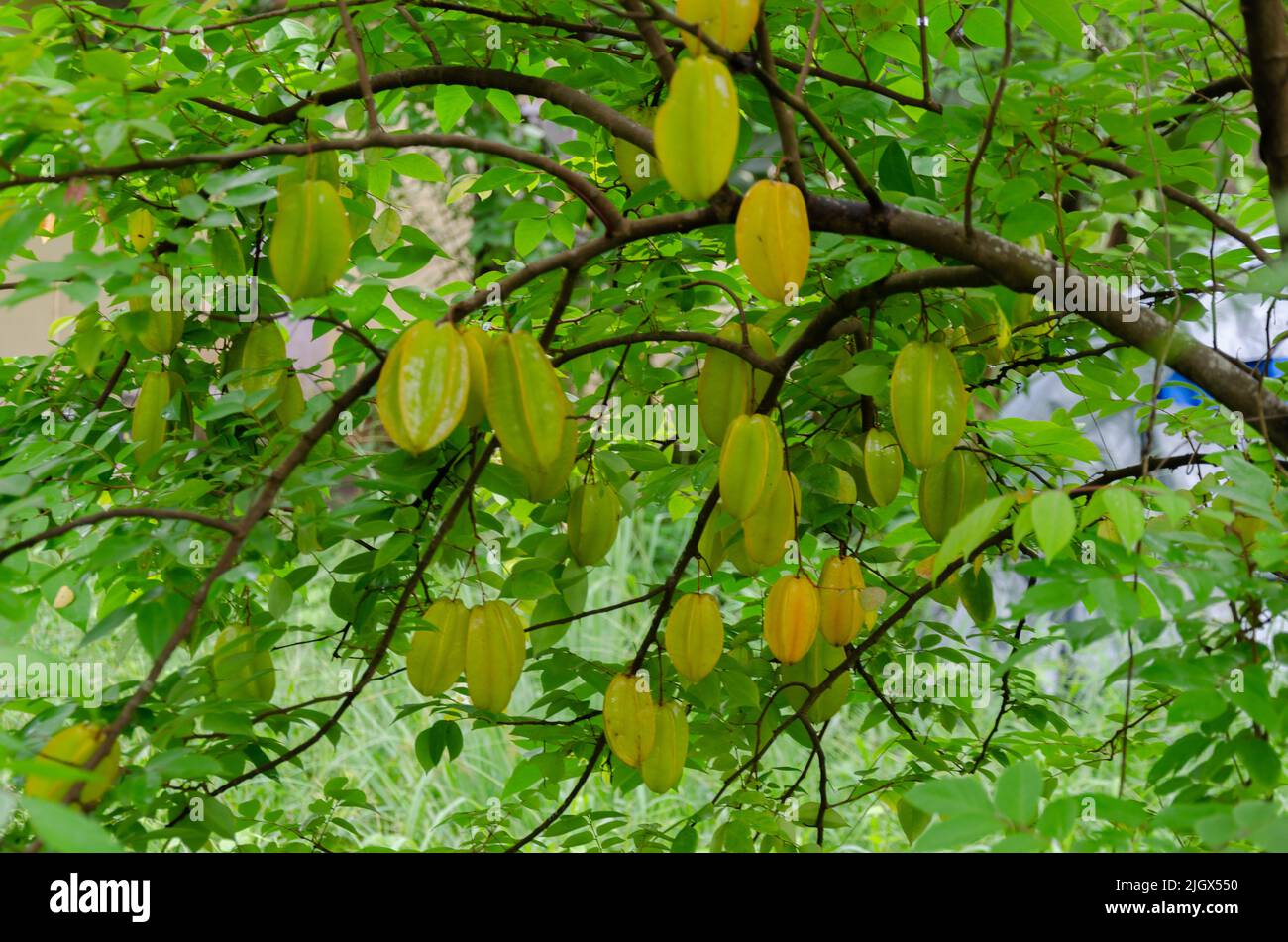 Fresh star fruits on tree ready for harvesting Stock Photo - Alamy