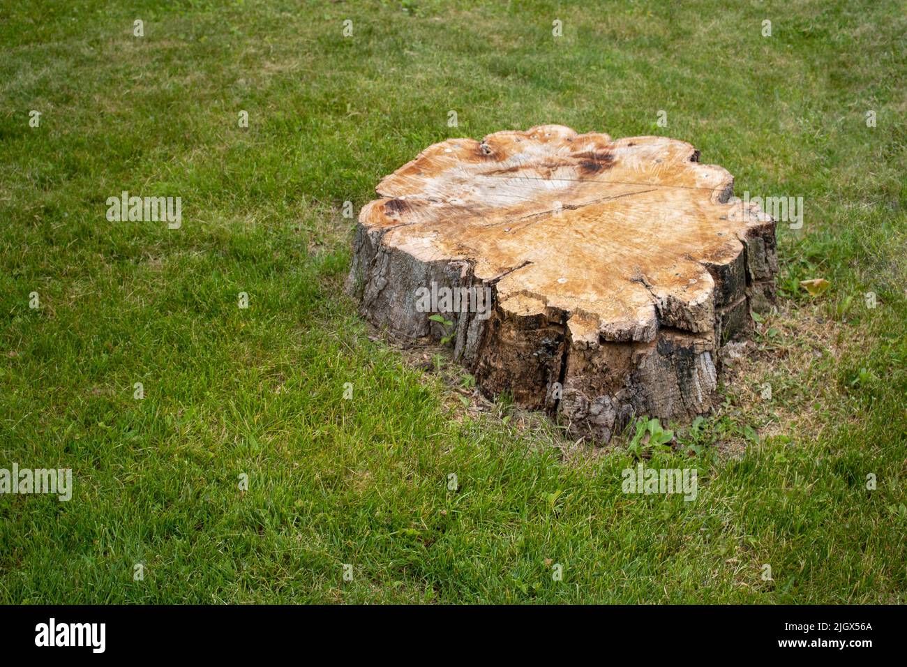 Tree stump of a large chainsaw cut tree on the grass Stock Photo