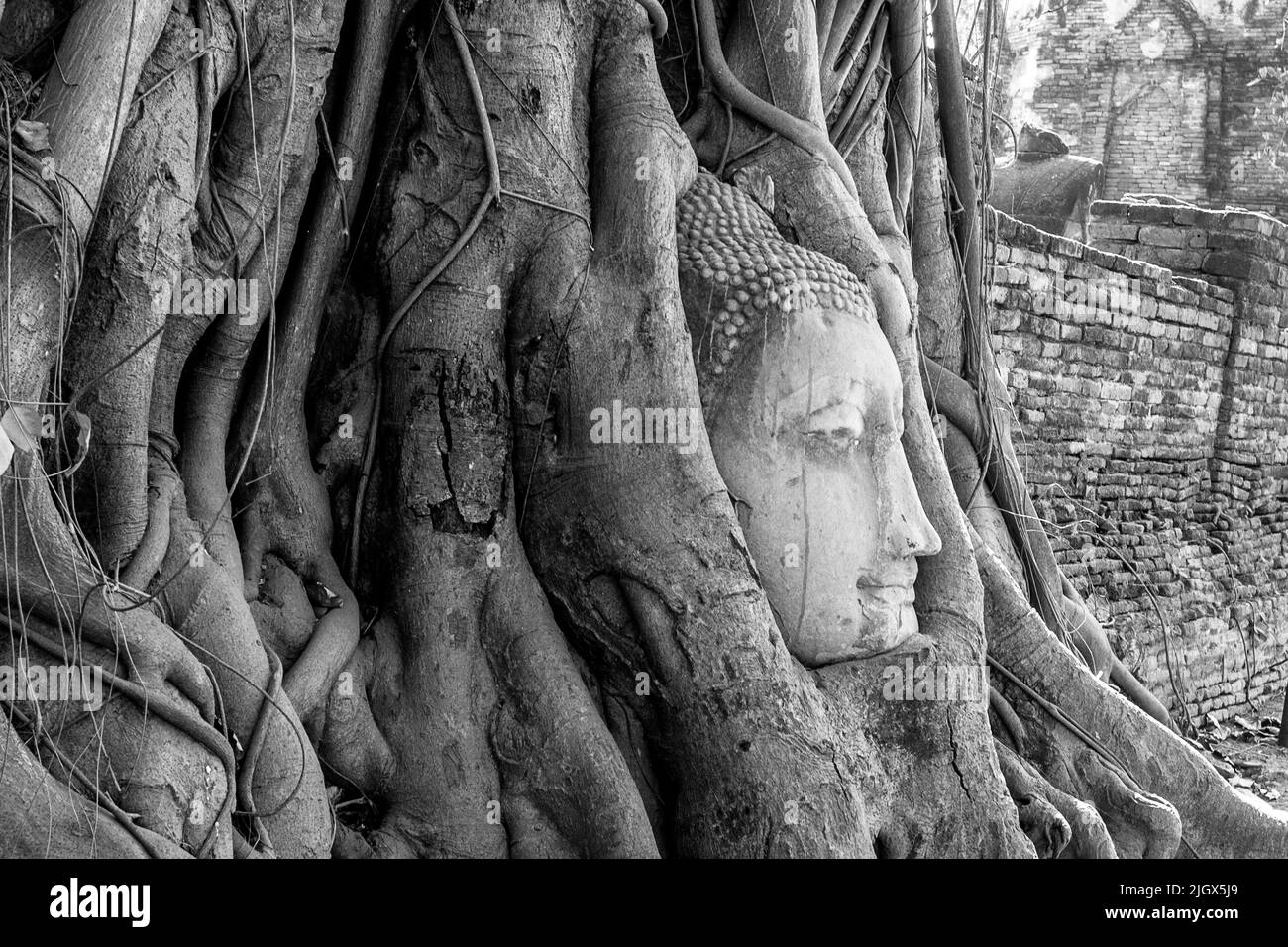 Buddha face in a tree where the Banyan trees in the roots where many tourists come to see in Thailand. Stock Photo