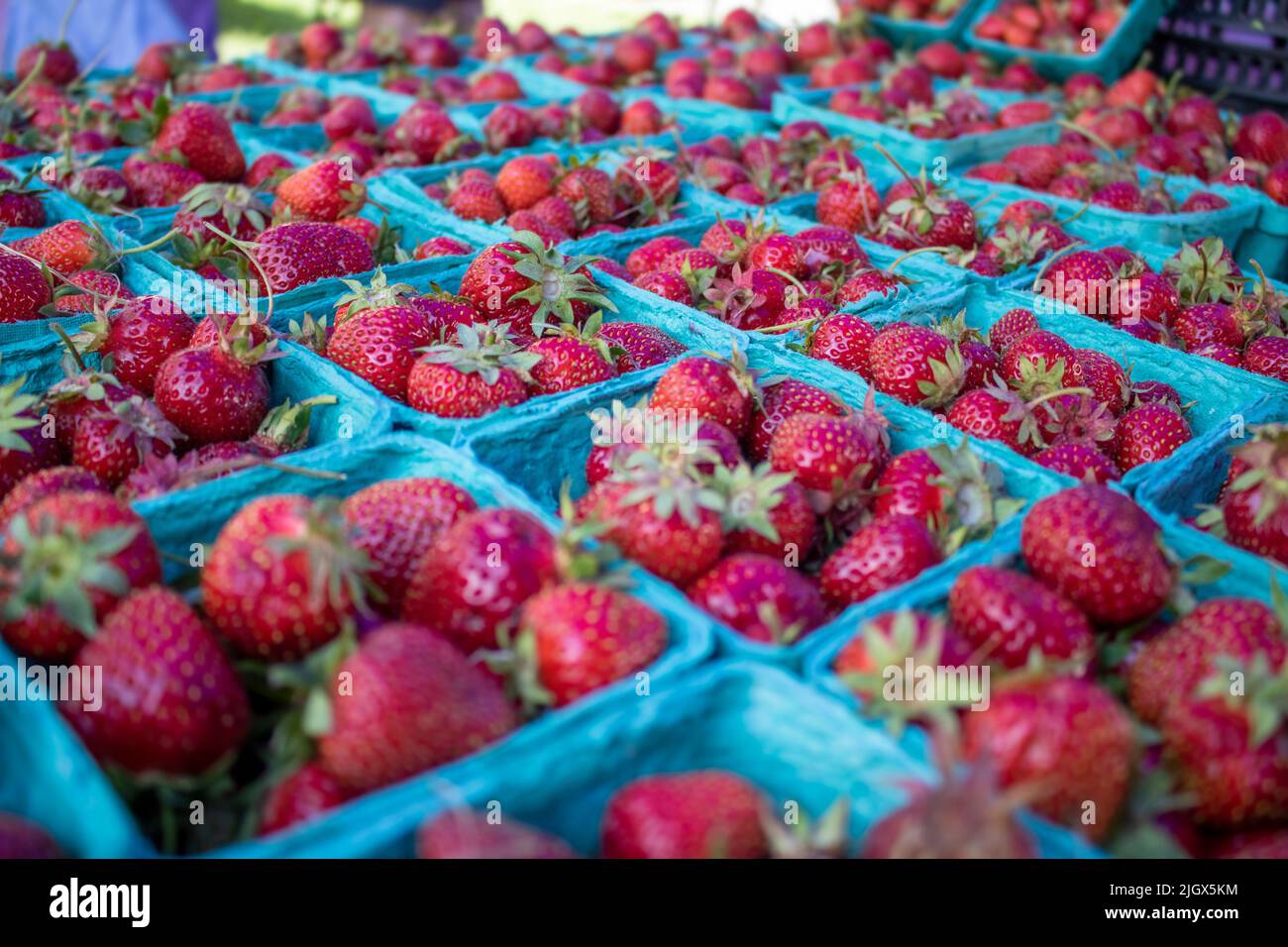 freshly picked strawberries in a teal punnet at a framers market outdoors Stock Photo