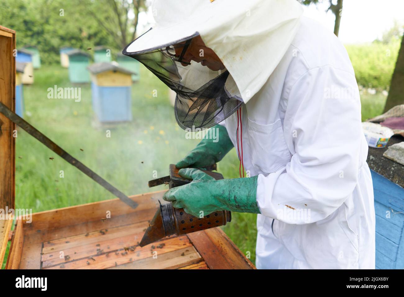 Beekeeper wearing gloves throwing smoke in an artificial beehive Stock Photo