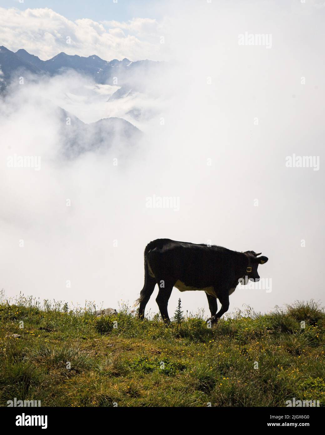 A vertical shot of a cow in the Austrian alps, Tyrol Stock Photo - Alamy