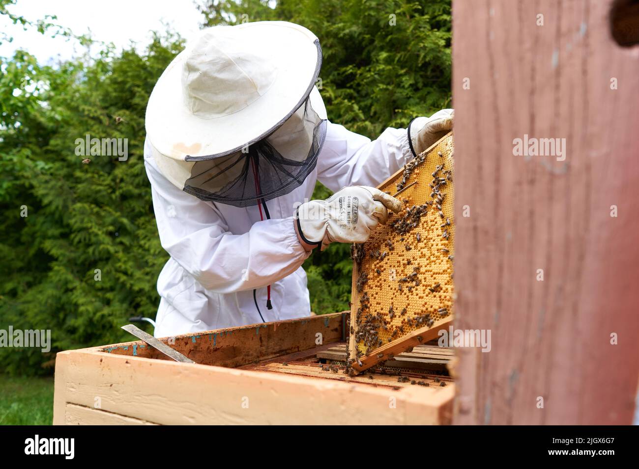 Man in protective suit taking honey from a panel of an artificial bee hive Stock Photo