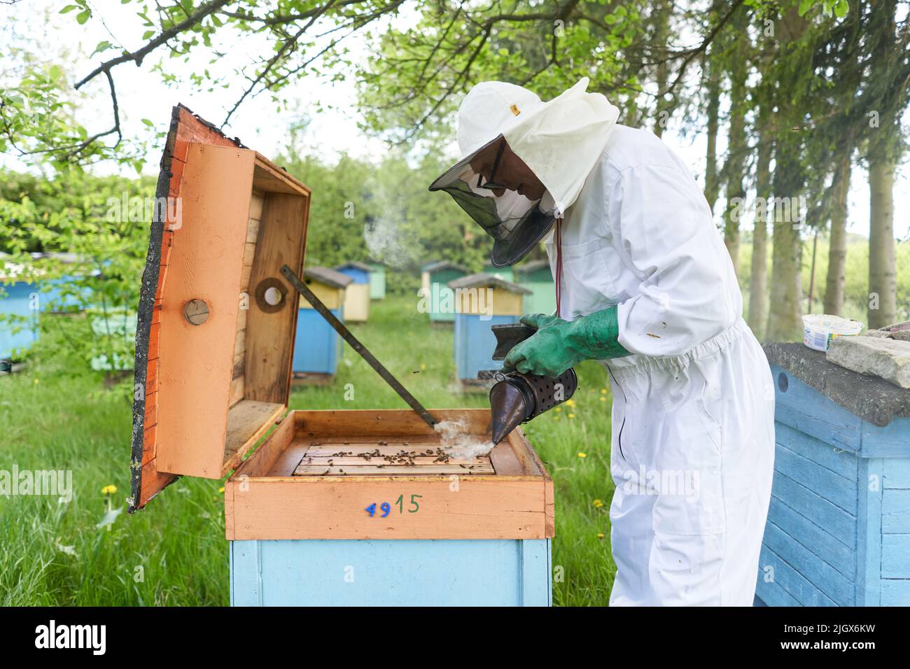Beekeeper throwing smoke into an artificial bee hive Stock Photo