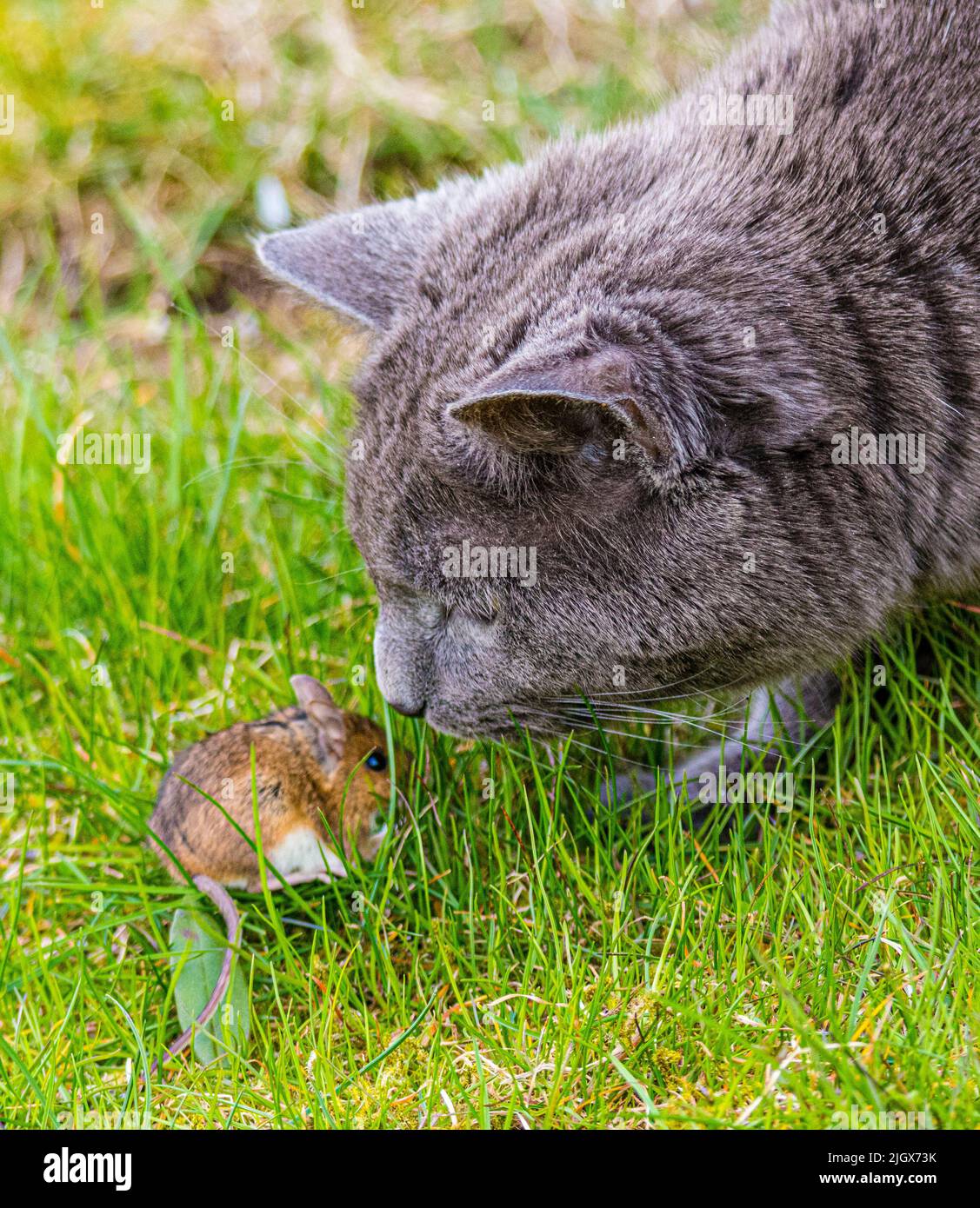 Cat playing with a little mouse Stock Photo