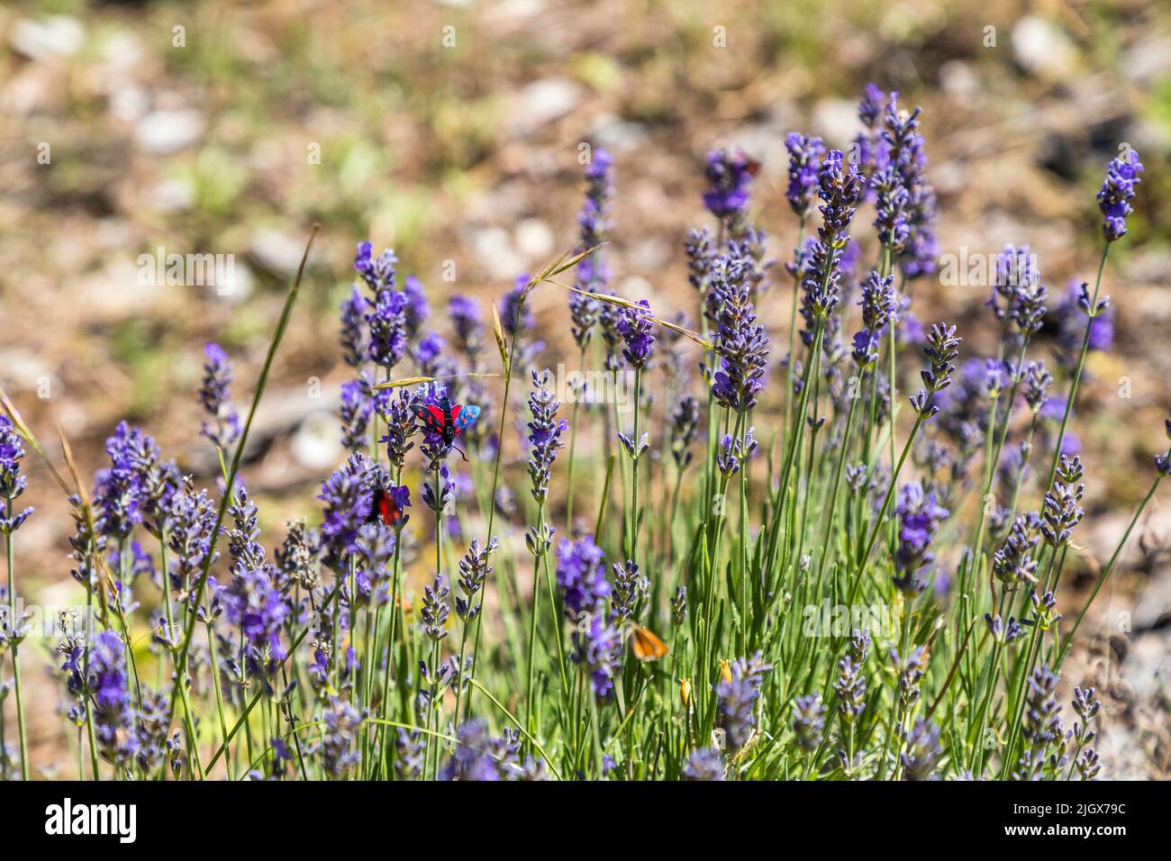 Wild lavender grows in the valley of the Drome on the mountain plateaus of the Vercors Mountains.  The wild lavender attracts many insects Stock Photo